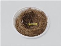 藏品(白頭翁鳥巢)的圖片